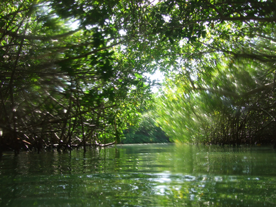 133 papi antoin in de mangrove van lac
